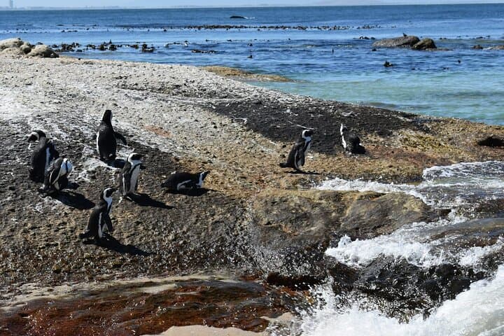 Private Luxury Guided Day Tour from Cape Town to Cape Point — Boulders Beach, Chapman's Peak & Penguin Colony photo 2