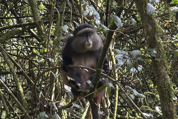 3-Day Gorilla Tracking in Bwindi Forest: Rushaga Gorilla Safari & Cultural Experience photo 2