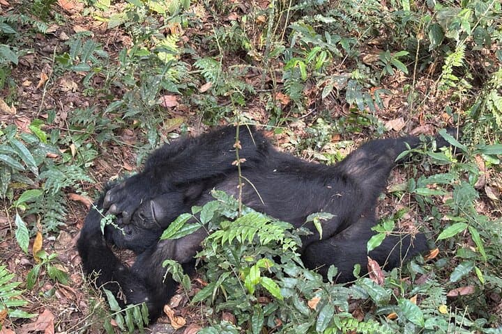 3-Day Gorilla Tracking in Bwindi Forest: Rushaga Gorilla Safari & Cultural Experience photo 3