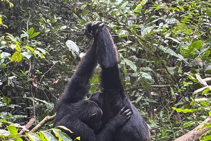 3-Day Gorilla Tracking in Bwindi Forest: Rushaga Gorilla Safari & Cultural Experience photo 4