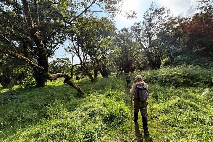 3-Day Gorilla Tracking in Bwindi Forest: Rushaga Gorilla Safari & Cultural Experience photo 5