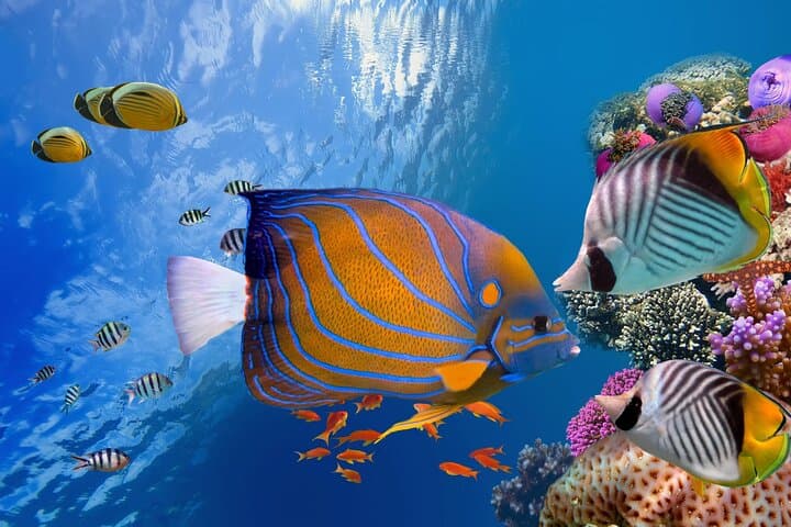 Red Sea Snorkeling Trip from Hurghada — Giftun Island & Reef Adventure photo 4