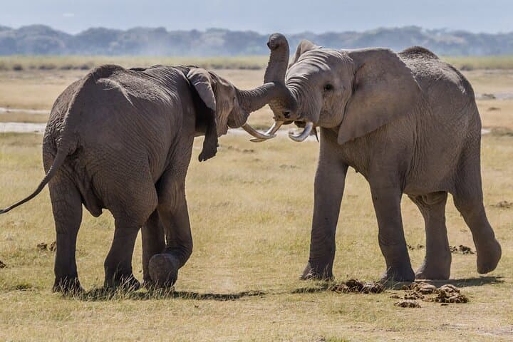 Amboseli Day Trip: Game Drive With Kilimanjaro Views & Elephant Herds photo 2
