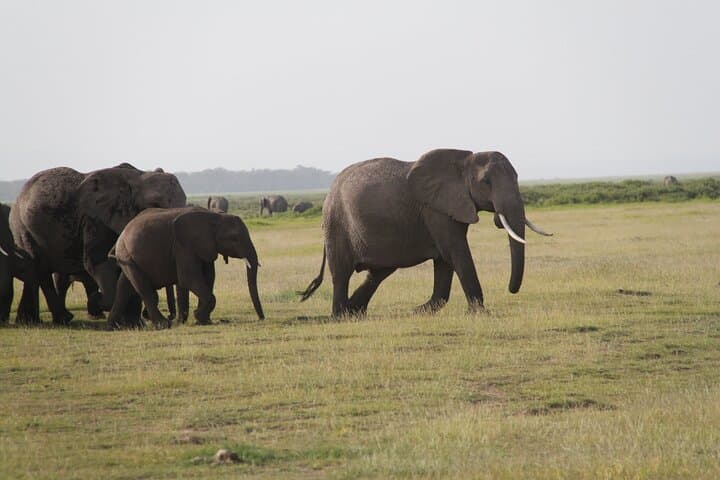 Amboseli Day Trip: Game Drive With Kilimanjaro Views & Elephant Herds photo 3