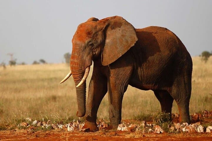 Amboseli Day Trip: Game Drive With Kilimanjaro Views & Elephant Herds photo 4