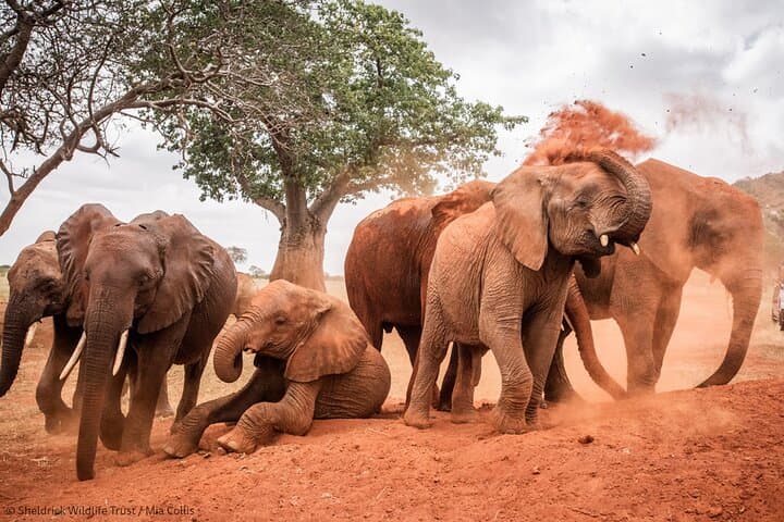 Amboseli Day Trip: Game Drive With Kilimanjaro Views & Elephant Herds photo 5