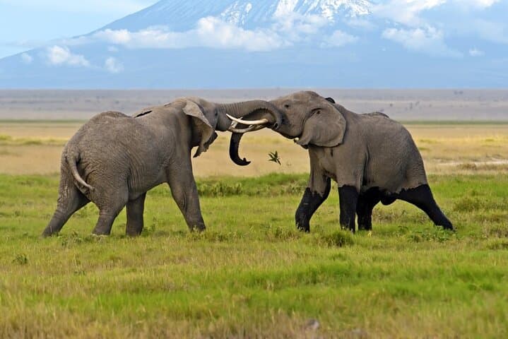 Amboseli Day Trip: Game Drive With Kilimanjaro Views & Elephant Herds photo 6