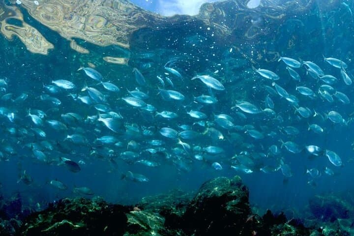 Double Snorkeling Exit on Berlenga Island — Two Shallow Bays of the Berlengas Natural Reserve photo 4