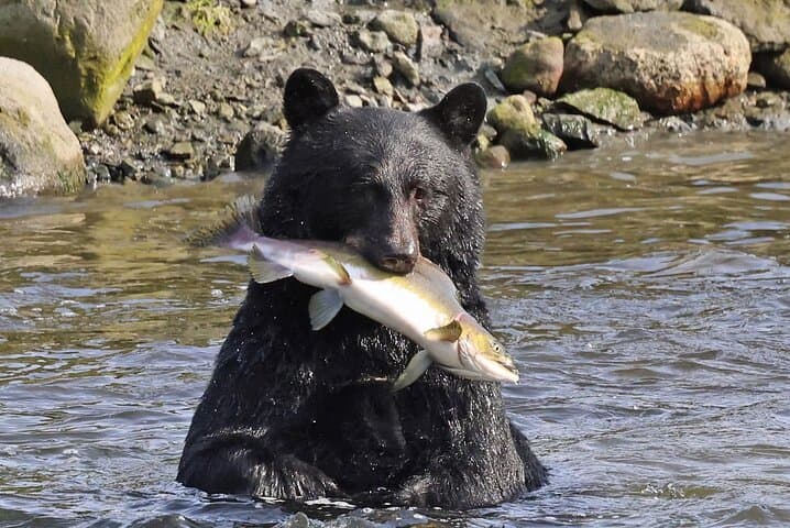 Ketchikan Native Cultural and Wildlife Tour: Totems, Bears & Eagles photo 2