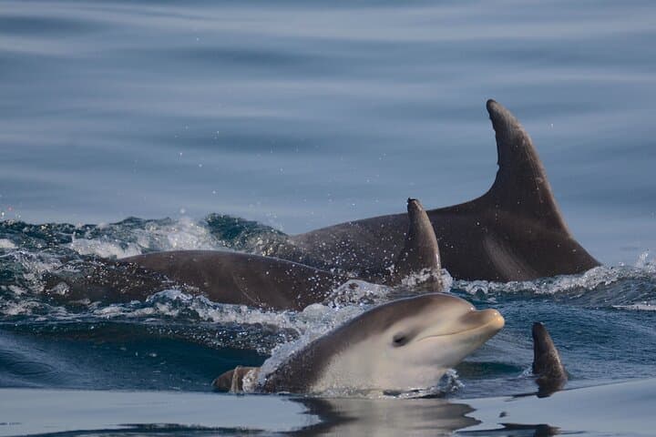 Atlantic Dolphin Expedition from Portimão: Shared Speedboat with Biologist Guide photo 6