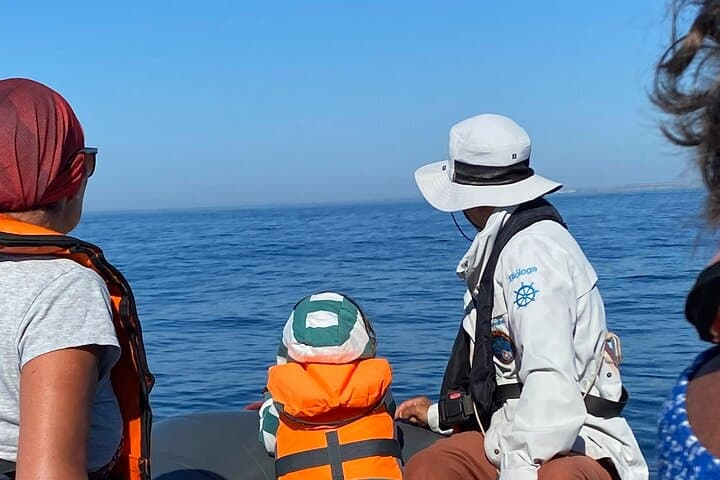 Atlantic Dolphin Expedition from Portimão: Shared Speedboat with Biologist Guide photo 4