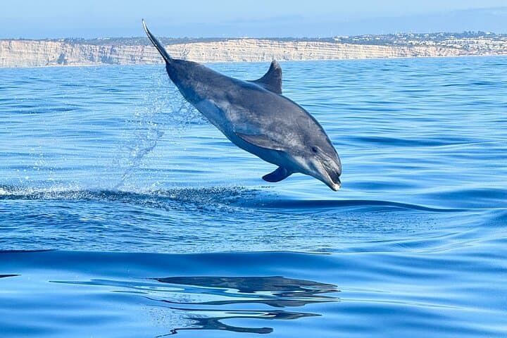 Atlantic Dolphin Expedition from Portimão: Shared Speedboat with Biologist Guide