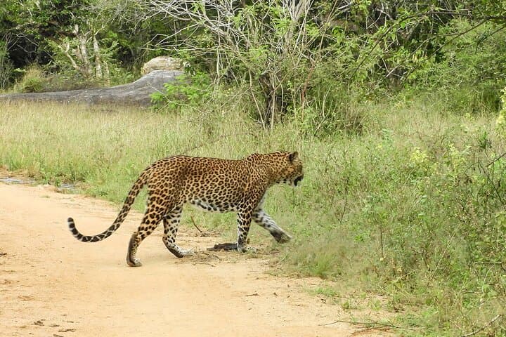 Yala Leopard Safari from Tissamaharama: Shared Jeep Tours and Wildlife Viewing photo 3
