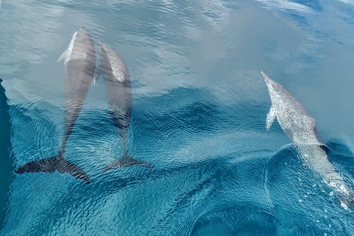 Teahupo'o Jurassic Tour: Private Boat, Diving & Snorkel Day Trip on Tahiti Peninsula photo 3