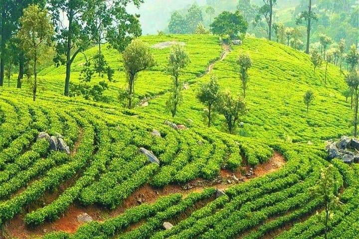 Ella Day Tour: 9 Arches Bridge, Little Adam's Peak & Ravana Falls (Private Guided) photo 6