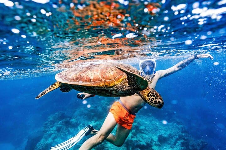 Swim With The Turtles in Rarotonga: Guided Snorkel at Muri Lagoon photo 4