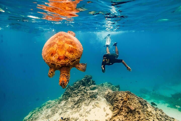 Swim With The Turtles in Rarotonga: Guided Snorkel at Muri Lagoon photo 5