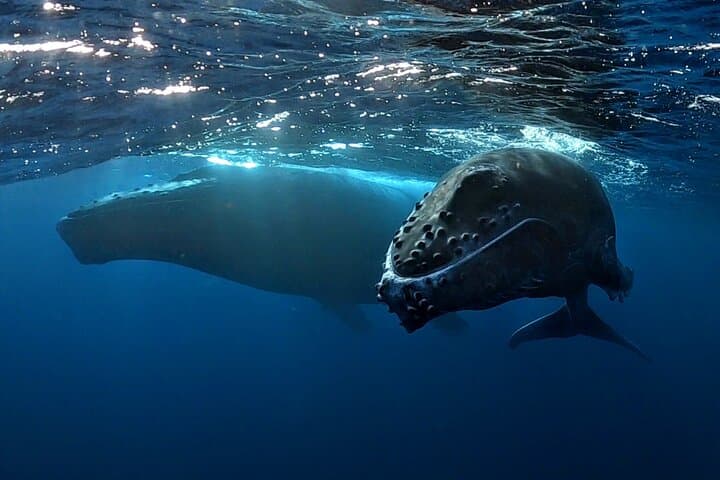 Private Whale Outing on the Tahiti Peninsula: Humpback Encounters & Teahupo'o Coast