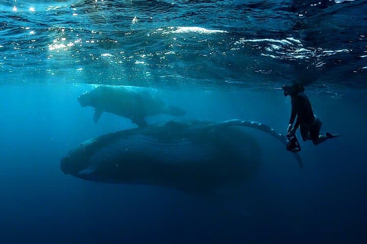 Private Whale Outing on the Tahiti Peninsula: Humpback Encounters & Teahupo'o Coast photo 3