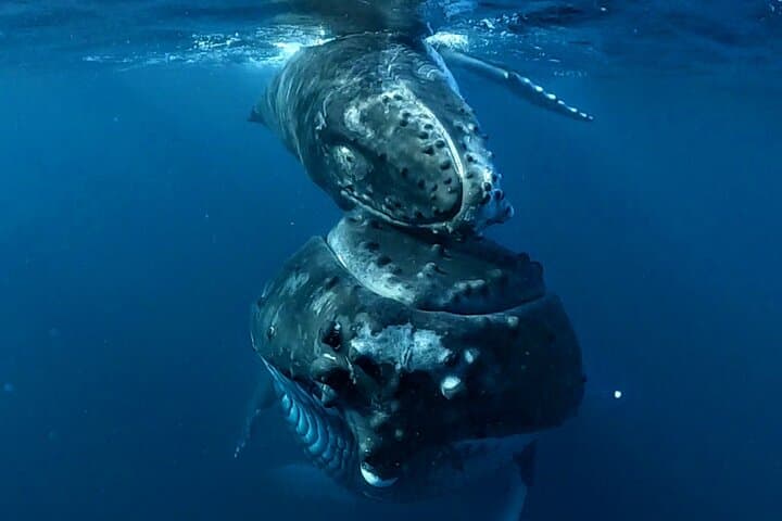 Private Whale Outing on the Tahiti Peninsula: Humpback Encounters & Teahupo'o Coast photo 5