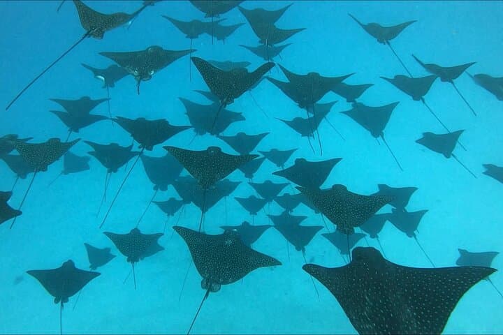 Private Whale Outing on the Tahiti Peninsula: Humpback Encounters & Teahupo'o Coast photo 2