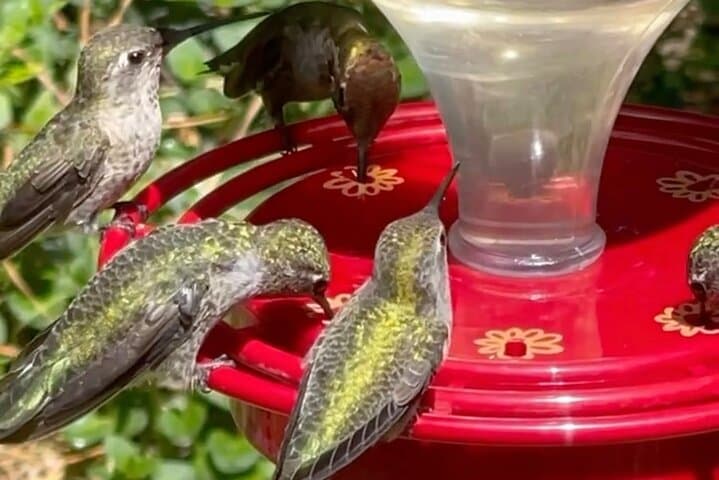 Tea with Hummingbirds: Up-Close Sanctuary Experience in California
