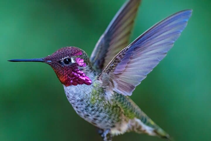 Tea with Hummingbirds: Up-Close Sanctuary Experience in California photo 3
