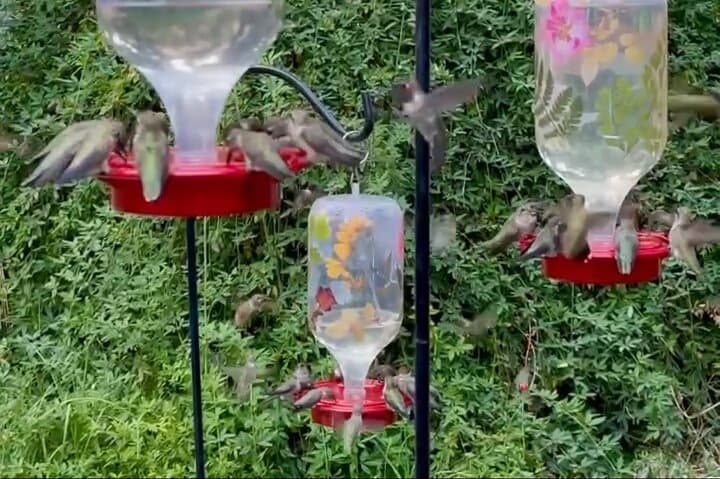 Tea with Hummingbirds: Up-Close Sanctuary Experience in California photo 6