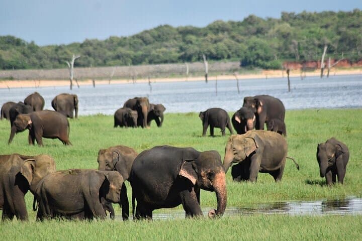 Private 2–3 Day Sigiriya Tour: Climb Lion Rock, Pidurangala, Dambulla & Minneriya Safari photo 4