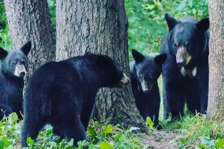 Explore Ketchikan’s Wild Side: Custom Private 6-Hour Tour Through Tongass and Beyond photo 5