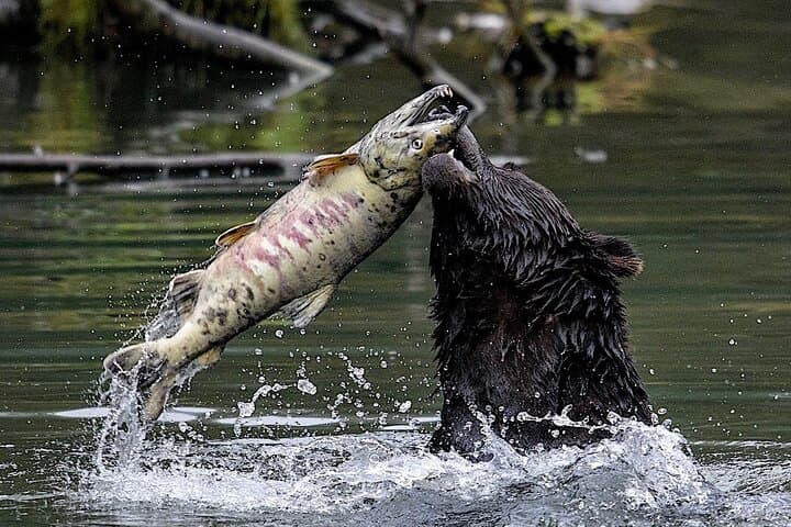 Explore Ketchikan’s Wild Side: Custom Private 6-Hour Tour Through Tongass and Beyond photo 2