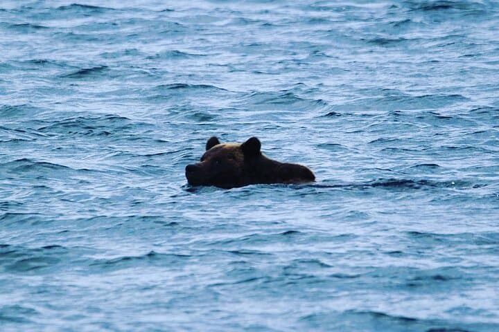 Explore Ketchikan’s Wild Side: Custom Private 6-Hour Tour Through Tongass and Beyond photo 6