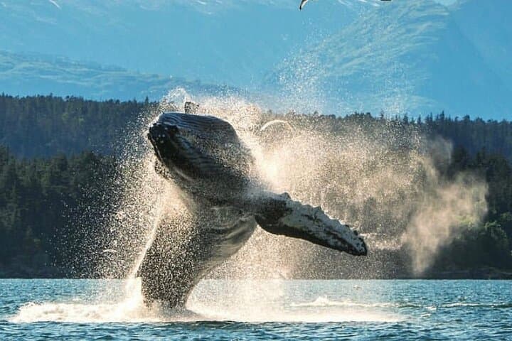 Explore Ketchikan’s Wild Side: Custom Private 6-Hour Tour Through Tongass and Beyond photo 3