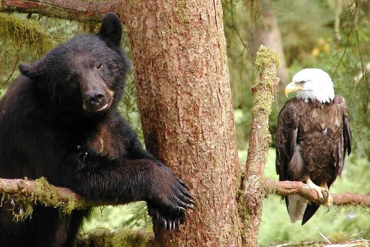 Explore Ketchikan’s Wild Side: Custom Private 6-Hour Tour Through Tongass and Beyond