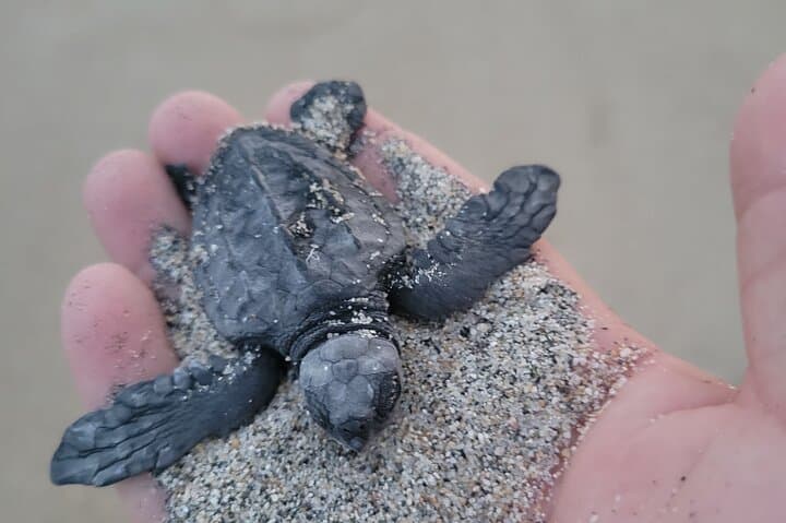 Puerto Escondido Day Trip from Oaxaca — Carrizalillo Beach, Surf & Turtle Release photo 2