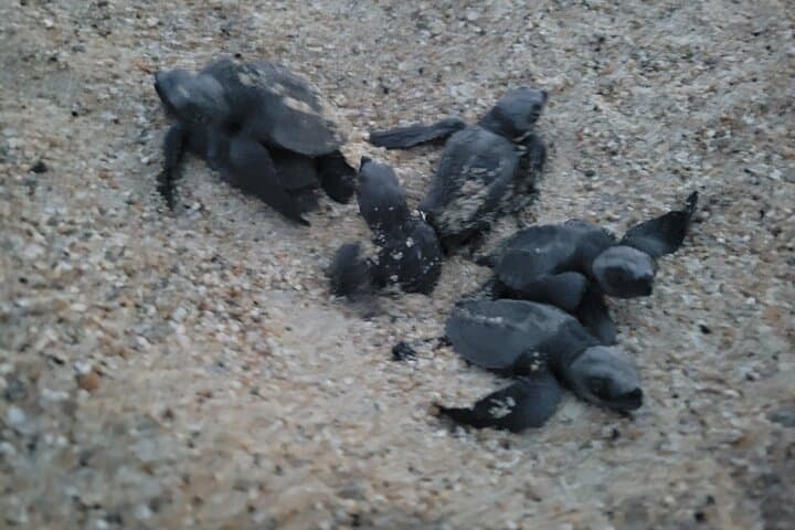 Puerto Escondido Day Trip from Oaxaca — Carrizalillo Beach, Surf & Turtle Release photo 3