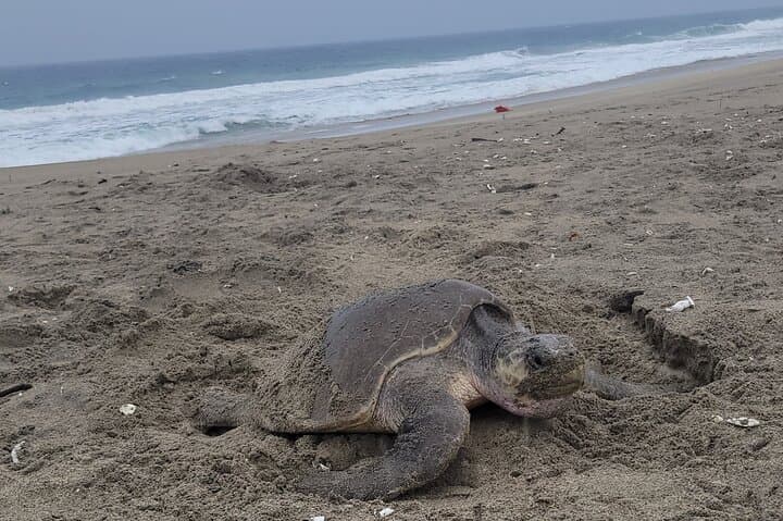 Puerto Escondido Day Trip from Oaxaca — Carrizalillo Beach, Surf & Turtle Release photo 6