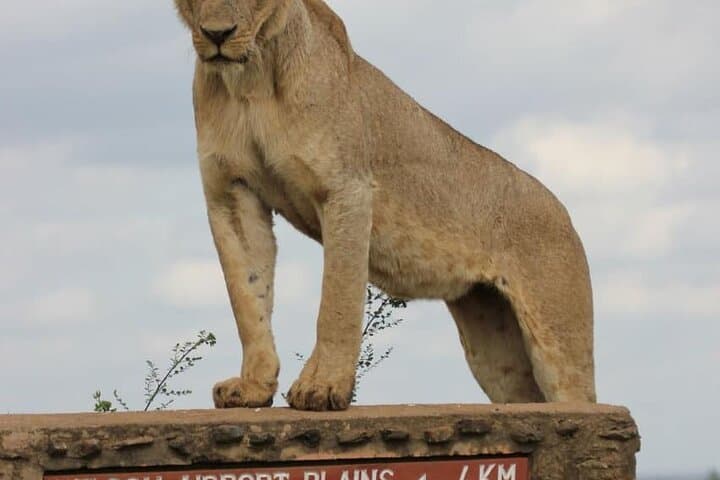 Nairobi National Park and Giraffe Centre: A Unique Half-Day Safari Experience photo 4
