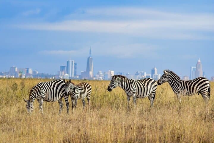 Nairobi National Park and Giraffe Centre: A Unique Half-Day Safari Experience photo 6