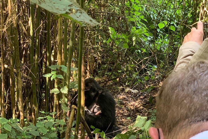Kigali to Volcanoes National Park: Private Gorilla Trek & Volcano Hike photo 4