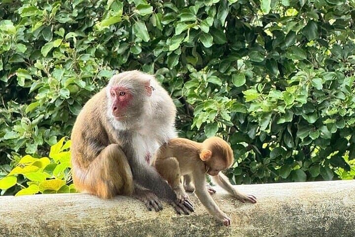 Half-Day Marble Mountains & Monkey Mountain Jeep Tour from Da Nang