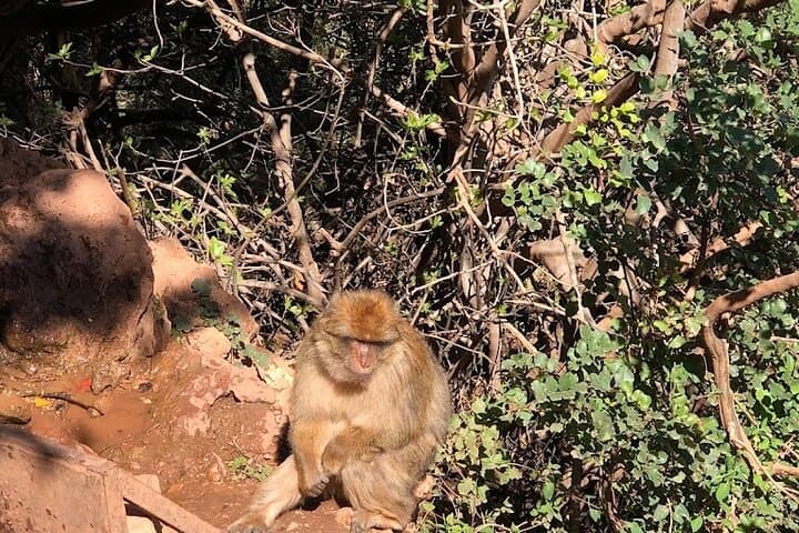 Ouzoud Falls Day Trip from Marrakech: Waterfalls, Monkeys & Tagine photo 6
