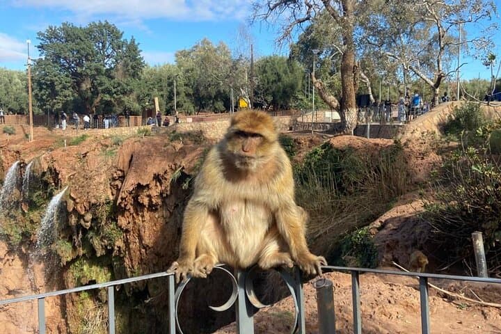 Ouzoud Falls Day Trip from Marrakech: Waterfalls, Monkeys & Tagine photo 5