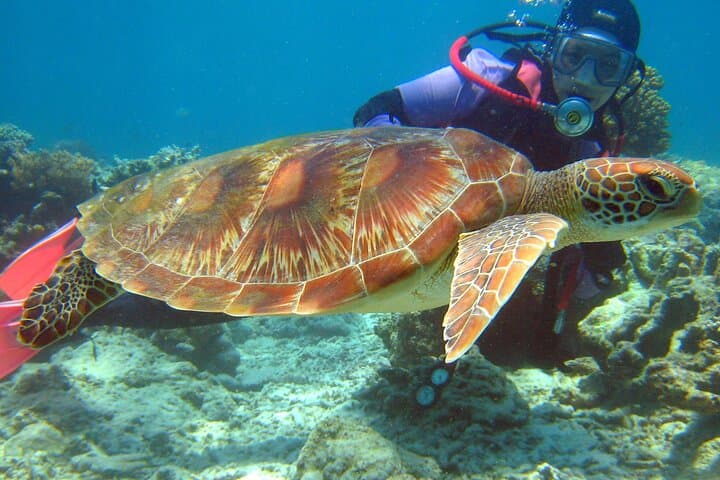 Mataking 3-Dive Day Trip: Semporna Scuba Diving and Island Hopping photo 4