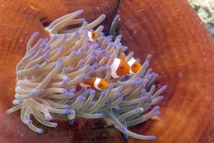 Mataking 3-Dive Day Trip: Semporna Scuba Diving and Island Hopping photo 3