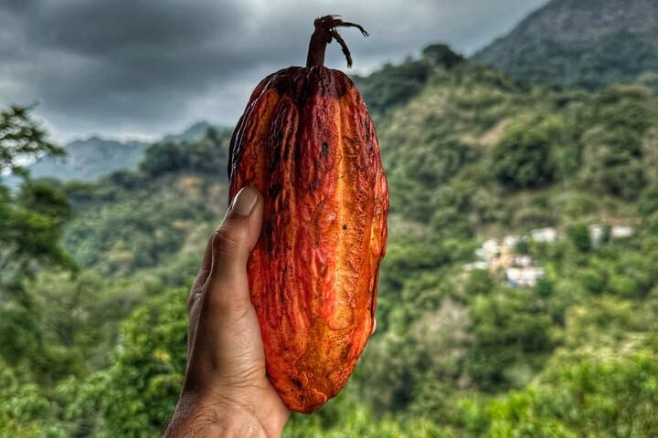Magic Minca: Waterfalls, Cocoa Rituals and Coffee Tasting from Santa Marta