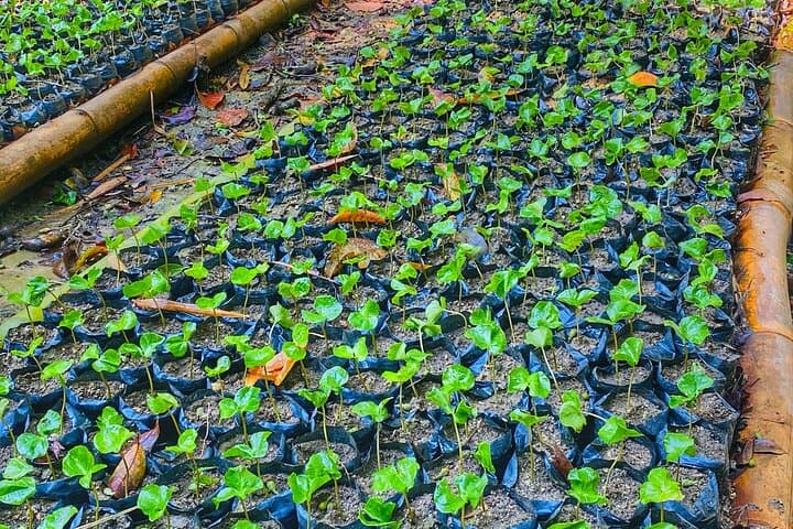 Magic Minca: Waterfalls, Cocoa Rituals and Coffee Tasting from Santa Marta photo 3