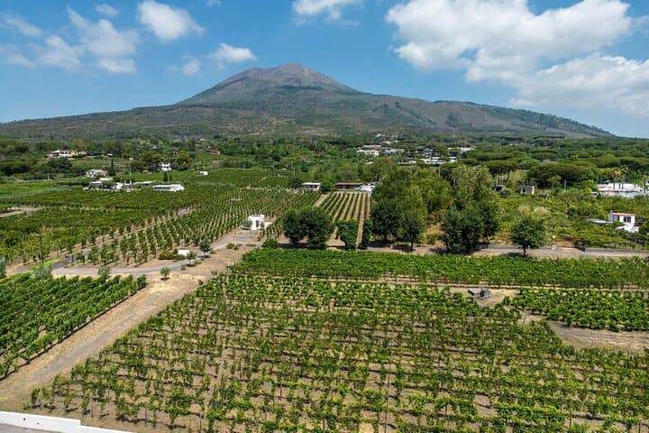 Private Pompeii & Vesuvius Vineyard Day Trip from Naples photo 2