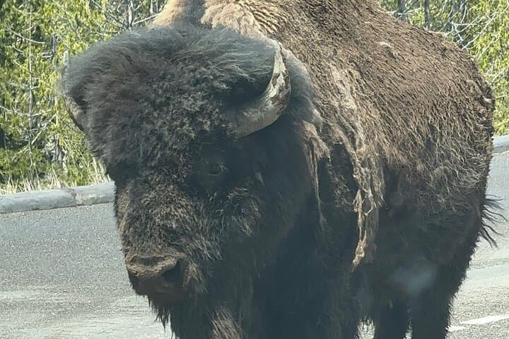 Yellowstone Private Tour: Old Faithful, Grand Prismatic & Grand Canyon in a Day photo 3