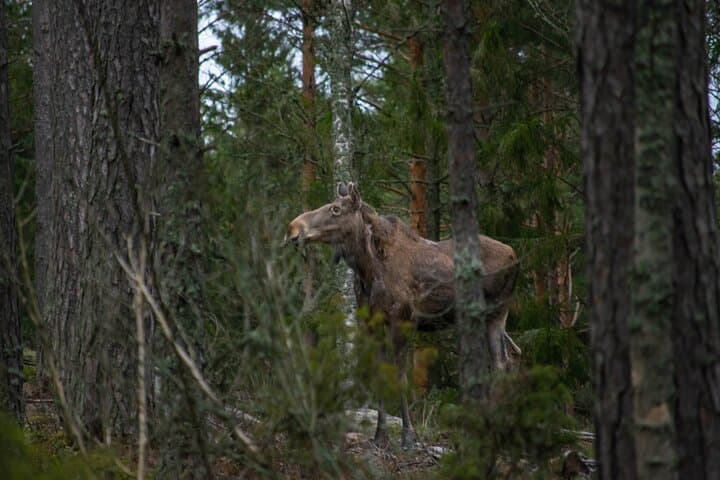 Helsinki Moose Safari & Campfire Dinner on Porkkala Peninsula photo 6